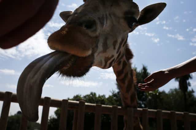 A giraffe sticks out its tongue inside its enclosure at the Madrid Zoo July 27, 2013. (Photo by Juan Medina/Reuters)