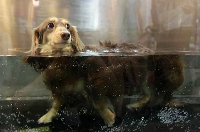 A dog walks inside a microbubble underwater treadmill for pets at the 2013 Taipei Pet Show in Taiwan on July 27, 2013. (Photo by Pichi Chuang/Reuters)