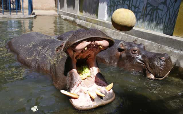 A hippopotamus catches a lettuce with its mouth in Belgrade’s zoo July 29, 2013. Temperatures in Serbia have risen up to 40 degrees Celsius (104 degrees Fahrenheit), according to official meteorological data. (Photo by Marko Djurica/Reuters)