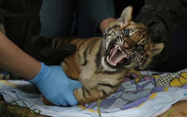 A Sumatran tiger cub is examined by veterinary staff during a health check in its enclosure at Chester Zoo in northern England July 31, 2013. The eight week old cub, along with its sibling and two Cheetah cubs, were weighed, sexed and vaccinated on Wednesday for the first time since their birth. (Photo by Phil Noble/Reuters)