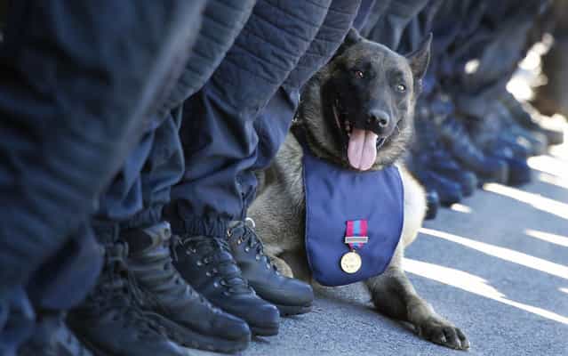 Billy, police dog that is part of the GIGN (The National Gendarmerie Intervention Group), elite military force in France, during a visit by French Interior Minister, Manuel Valls, in Satory, near Paris, on July 31, 2013. (Photo by François Mori/AP Photo)