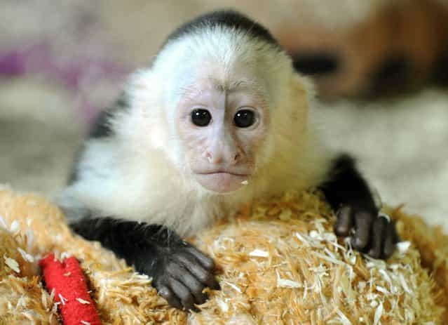 In this May 31, 2013 file photo Canadian singer Justin Bieber's former pet the capuchin monkey named Mally looks out of its quarantine room at his new home at an animal park near Hodenhagen, northern Germany. German authorities have posted a public notice urging Justin Bieber to get in touch with them about an unpaid bill for his former pet monkey Mally. Bieber failed to produce the necessary vaccination and import papers for the monkey when he arrived for a European tour in March. Mally became the property of the German government in May when the Canadian singer failed to claim his pet. A spokesman for the Federal Agency for Nature Conservation says Bieber has one week to pay 1,130 euros (US dollar 1,500) for the monkey's care. Franz Boehmer said Tuesday, July 30, 2013 that otherwise customs officials [have ways of making him pay] next time he enters Germany. (Photo by Holger Hollemann/AP Photo/DPA)