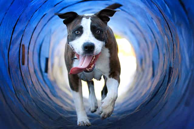 A dog runs through a tunnel as it enjoys a [Dog Day] in the first dog playground in Rotterdam, The Netherlands, 02 August 2013. It was expected that this 02 August 2013 would become a real [Dog Day] as the (so far) hottest day of the year in the Netherlands. (Photo by Bas Czerwinski/EPA)