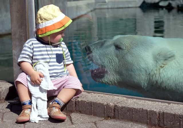 Two year old Laura sits in front of the polar bear enclosure at zoo Wilhelma in Stuttgart, Germany, Friday, Aug. 2, 2013. Temperatures soared to 39 degrees Celsius (102 Fahrenheit) in some parts of Germany. (Photo by Marijan Murat/AP Photo/DPA)