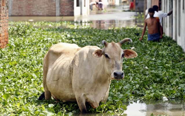A cow wades through a flooded street filled with water hyacinth after monsoon rains in Allahabad, India on Aug 1, 2013. India's monsoon season, which runs from June through September, brings rains that are vital to agriculture but also cause floods and landslides. (Photo by Rajesh Kumar Singh/AP Photo)