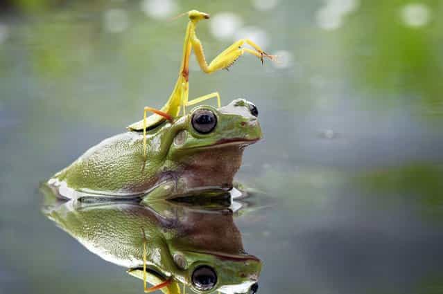 This praying mantis didn't fancy getting wet – so it hitched a ride on the back of a helpful frog, on July 30, 2013. Nordin Seruyan, from Borneo, Indonesia, captured the moment in a shallow pond near his home. (Photo by Nordin Seruyan/Solent News)