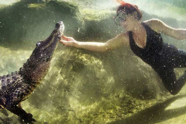 Ashley Lawrence of Animal Planets Gator Boys shows no fear and happily tickles a deadly alligator, on July 30, 2013. She wrestles and swims with them as part of her job which is helping to rescue dangerous gators from Floridas everglades and safely relocate them. (Photo by Mac Stone/Caters News)