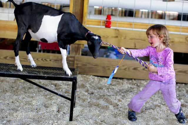 Gabriella Chapman attempts to run Christa the goat through the 4-H obstacle course during the Cattaraugus County Fair in Little Valley, New York, on August 2, 2013. (Photo by Brendan McDermid/Reuters)