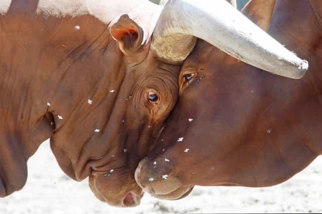 Two Ankole-Watusi bulls lock horns in their enclosure at the zoo in Duisburg, Germany, on August 2, 2013. (Photo by Horst Ossinger/AFP Photo)