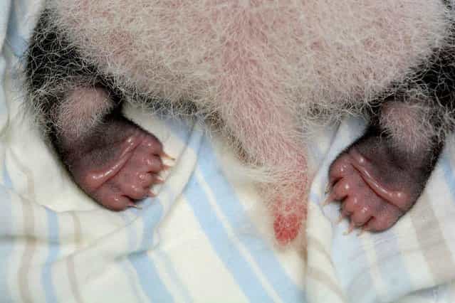 The feet of a panda cub recently born from giant panda Yuan Yuan are visible in an incubator at the Taipei Zoo in Taipei, China. (Photo by AFP Photo/Taipei City Zoo)