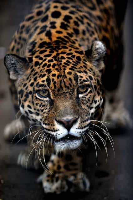 A jaguar looks around at the Simon Bolivar Zoo in San Jose on July 28, 2013. (Photo by Hector Retamal/AFP Photo)