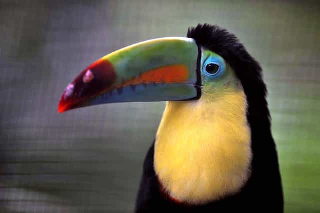 A keel-billed toucan sits at the Simon Bolivar Zoo in San Jose on July 28, 2013. (Photo by Hector Retamal/AFP Photo)