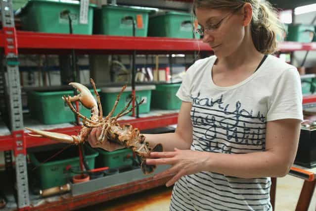 Isabel Schmalenbach, an environmental scientist with the Helgoland Biological Institute (Biologische Anstalt Helgoland), part of the Alfred Wegener Institute for Polar and Marine Research, holds an adult female European lobster (Homarus gammarus) whose eggs she used to breed baby lobsters at the institute on August 3, 2013 on Helgoland Island, Germany. Schmalenbach and her collagues released a total of 415 one-year old lobsters into the North Sea later in the day as part of an effort to repopulate the lobster population around Helgoland (also called Heligoland). In the 19th century local fishermen caught up to 80,000 lobsters a year in the surrounding waters, combined with the heavy allied bombing of the island during and after World War II, as well as other environmental factors, decimated the lobster population. (Photo by Sean Gallup/Getty Images)