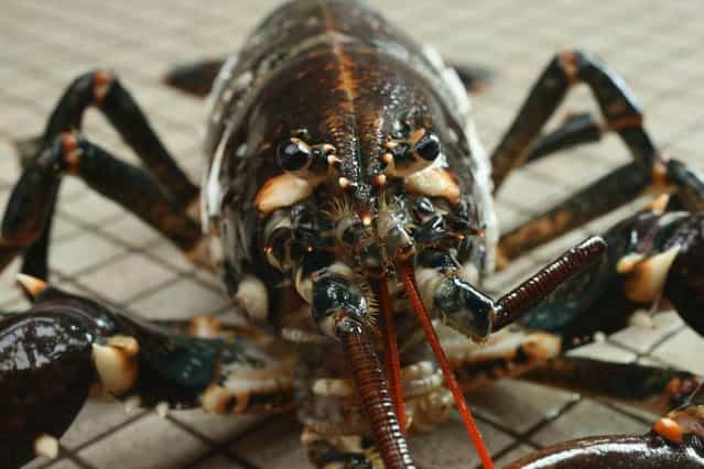 A live adult female European lobster (Homarus gammarus) lies on the floor for a photo at the Helgoland Biological Institute (Biologische Anstalt Helgoland), part of the Alfred Wegener Institute for Polar and Marine Research, on August 3, 2013 on Helgoland Island, Germany. Scientists released a total of 415 one-year old lobsters into the North Sea later in the day as part of an effort to repopulate the lobster population around Helgoland (also called Heligoland). In the 19th century local fishermen caught up to 80,000 lobsters a year in the surrounding waters, combined with the heavy allied bombing of the island during and after World War II, as well as other environmental factors, decimated the lobster population. (Photo by Sean Gallup/Getty Images)