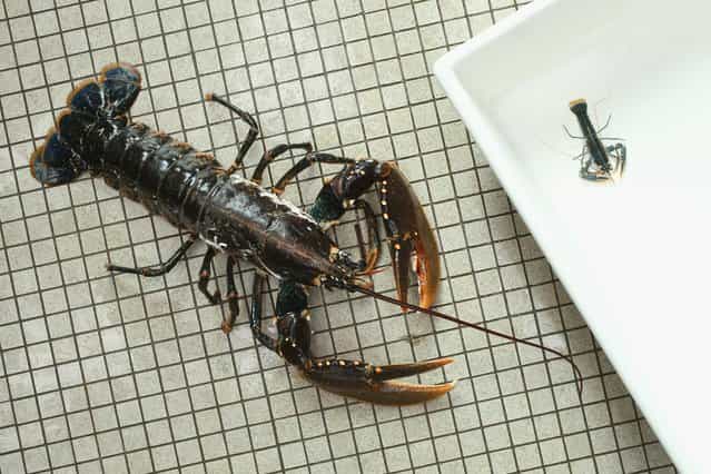 An adult female European lobster (Homarus gammarus) lies on the floor next to a one-year old lobster of the same species at the Helgoland Biological Institute (Biologische Anstalt Helgoland), part of the Alfred Wegener Institute for Polar and Marine Research, on August 3, 2013 at Helgoland Island, Germany. Scientists released a total of 415 one-year old lobsters into the North Sea later in the day as part of an effort to repopulate the lobster population around Helgoland (also called Heligoland). In the 19th century local fishermen caught up to 80,000 lobsters a year in the surrounding waters, combined with the heavy allied bombing of the island during and after World War II, as well as other environmental factors, decimated the lobster population. (Photo by Sean Gallup/Getty Images)