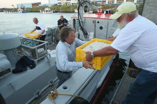 Volunteers with the Helgoland Biological Institute (Biologische Anstalt Helgoland), part of the Alfred Wegener Institute for Polar and Marine Research, load trays of baby European lobsters (Homarus gammarus) onto a boat to release them into the North Sea on August 3, 2013 at Helgoland Island, Germany. Scientists released a total of 415 one-year old lobsters as part of an effort to repopulate the lobster population around Helgoland (also called Heligoland). In the 19th century local fishermen caught up to 80,000 lobsters a year in the surrounding waters, combined with the heavy allied bombing of the island during and after World War II, as well as other environmental factors, decimated the lobster population. (Photo by Sean Gallup/Getty Images)