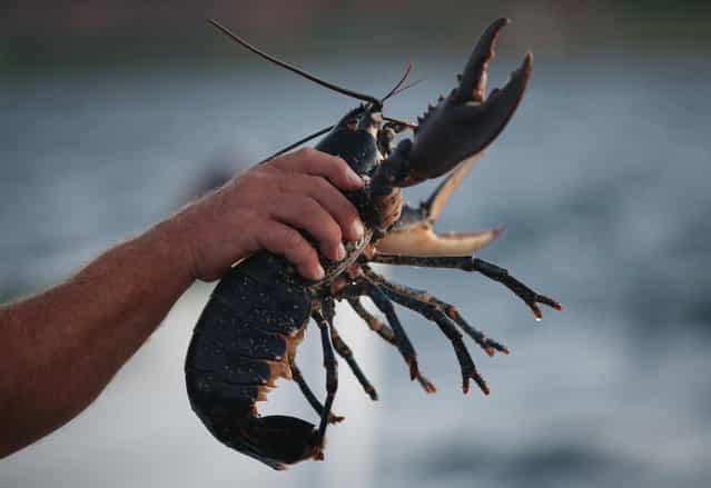A volunteer with the Helgoland Biological Institute (Biologische Anstalt Helgoland), part of the Alfred Wegener Institute for Polar and Marine Research, tosses an adult female European lobster (Homarus gammarus) into the North Sea before also releasing baby lobsters on August 3, 2013 off the coast of Helgoland Island, Germany. Scientists released a total of 415 one-year old lobsters as part of an effort to repopulate the lobster population around Helgoland (also called Heligoland). In the 19th century local fishermen caught up to 80,000 lobsters a year in the surrounding waters, combined with the heavy allied bombing of the island during and after World War II, as well as other environmental factors, decimated the lobster population. (Photo by Sean Gallup/Getty Images)