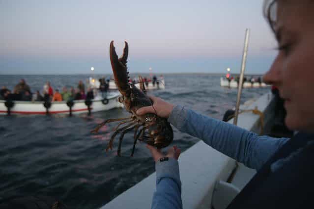Isabel Schmalenbach, an environmental scientist with the Helgoland Biological Institute (Biologische Anstalt Helgoland), part of the Alfred Wegener Institute for Polar and Marine Research, tosses an adult female European lobster (Homarus gammarus) into the North Sea before also releasing baby lobsters as sponsors of the lobsters look on from boats on August 3, 2013 off the coast of Helgoland Island, Germany. Schmalenbach and her collagues released a total of 415 one-year old lobsters as part of an effort to repopulate the lobster population around Helgoland (also called Heligoland). In the 19th century local fishermen caught up to 80,000 lobsters a year in the surrounding waters, combined with the heavy allied bombing of the island during and after World War II, as well as other environmental factors, decimated the lobster population. (Photo by Sean Gallup/Getty Images)