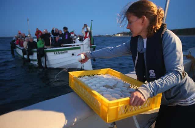 Isabel Schmalenbach, an environmental scientist with the Helgoland Biological Institute (Biologische Anstalt Helgoland), part of the Alfred Wegener Institute for Polar and Marine Research, releases baby European lobsters (Homarus gammarus) into the North Sea as sponsors of the lobsters look on from a boat on August 3, 2013 off the coast of Helgoland Island, Germany. Schmalenbach and her collagues released a total of 415 one-year old lobsters as part of an effort to repopulate the lobster population around Helgoland (also called Heligoland). In the 19th century local fishermen caught up to 80,000 lobsters a year in the surrounding waters, combined with the heavy allied bombing of the island during and after World War II, as well as other environmental factors, decimated the lobster population. (Photo by Sean Gallup/Getty Images)