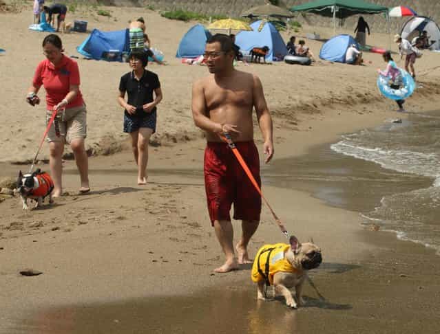 People walk with their pet dogs at Takeno Beach on August 4, 2013 in Toyooka, Japan. This beach is open for dogs and their owners every summer between the months of June and September. (Photo by Buddhika Weerasinghe/Getty Images)