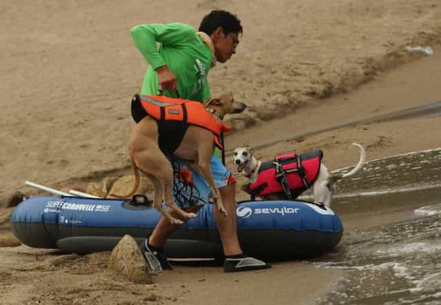 A man brings his dog Rodem for a swim at Takeno Beach on August 4, 2013 in Toyooka, Japan. This beach is open for dogs and their owners every summer between the months of June and September. (Photo by Buddhika Weerasinghe/Getty Images)