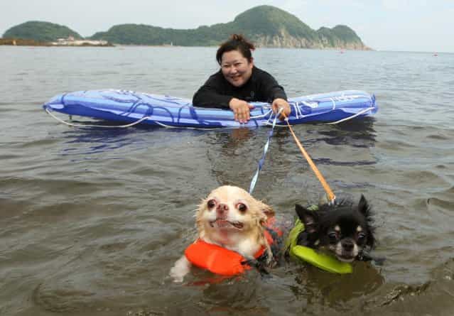 A woman and her two dogs named Yoru (R) and Hinaka bath in the water at Takeno Beach on August 4, 2013 in Toyooka, Japan. This beach is open for dogs and their owners every summer between the months of June and September. (Photo by Buddhika Weerasinghe/Getty Images)