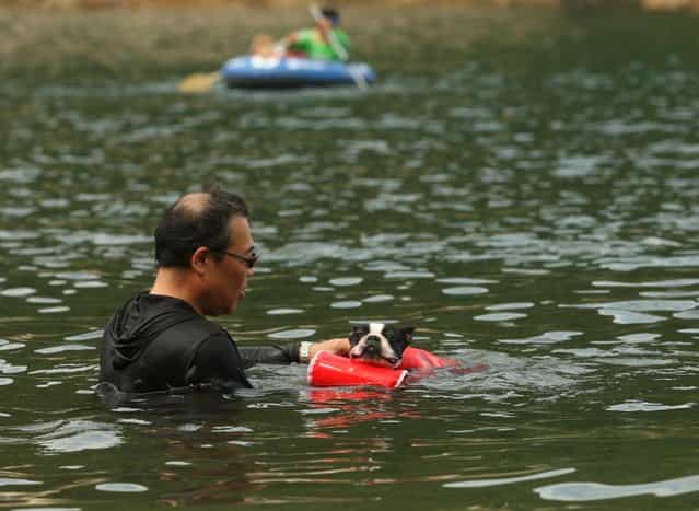 A man bathes his pet dog named Sora at Takeno Beach on August 4, 2013 in Toyooka, Japan. This beach is open for dogs and their owners every summer between the months of June and September. (Photo by Buddhika Weerasinghe/Getty Images)
