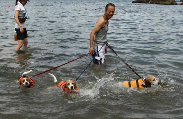 A man and his pet dogs bath in the water at Takeno Beach on August 4, 2013 in Toyooka, Japan. This beach is open for dogs and their owners every summer between the months of June and September. (Photo by Buddhika Weerasinghe/Getty Images)