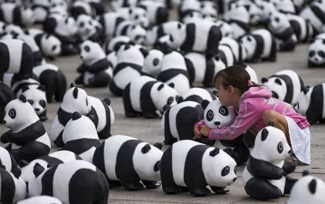 A child sits between 1,600 panda figures from papier mache in front of the main station in Berlin, Germany, Monday, August 5, 2013. The World Wide Fund for Nature (WWF) has put 1,600 panda bears in front of the train station for two days to symbolize how few of the animals are still alive in the wild. It is the start of a tour of 25 German cities to celebrate the 50th anniversary of the WWF. (Photo by Thomas Peter/Reuters)