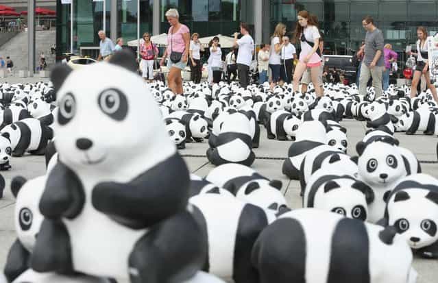 Visitors walk among 1,600 styrofoam panda bear sculptures displayed in front of Hauptbahnhof main railway station by the World Wildlife Fund on August 5, 2013 in Berlin, Germany. The WWF is celebrating its 50th anniversary and is drawing attention to the fact that only 1,600 panda bears remain in the wild. The display will soon travel to 25 other cities in Germny. (Photo by Sean Gallup/Getty Images)