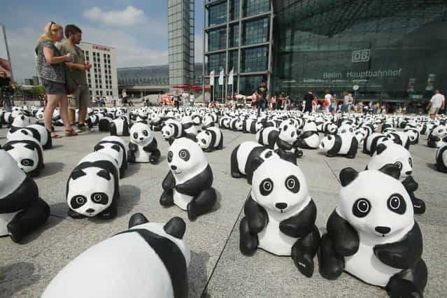 Tourists from Holland look at 1,600 styrofoam panda bear sculptures displayed in front of Hauptbahnhof main railway station by the World Wildlife Fund on August 5, 2013 in Berlin, Germany. The WWF is celebrating its 50th anniversary and is drawing attention to the fact that only 1,600 panda bears remain in the wild. The display will soon travel to 25 other cities in Germny. (Photo by Sean Gallup/Getty Images)