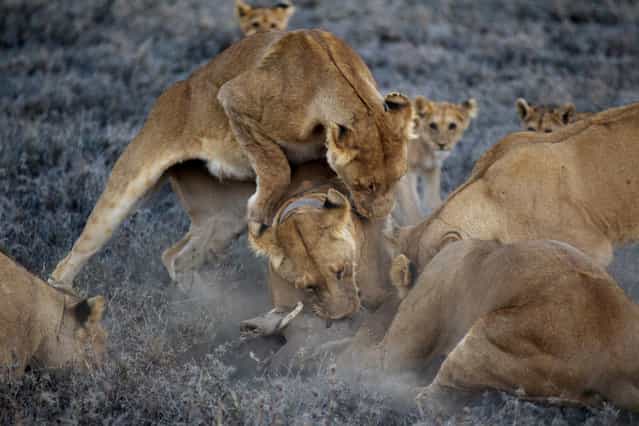The Vumbi females – their pride name is Swahili for [dust] – kill a warthog they've dragged from its burrow. Such small meals help bridge the lean, hungry, dry season, when cubs may otherwise starve. (Photo by Michael Nichols/National Geographic via The Atlantic)