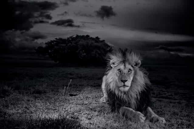 Photographer Nick Nichols made several extended trips to the Serengeti between July 2011 and January 2013, determined to break new visual ground in the coverage of the Serengeti Lion. Here, C-Boy, a dark-maned male lion defending his interests, confronts the peril of lion-on-lion violence on a daily (and nightly) basis. Four years ago, C-Boy barely survived a fight for dominance with three other males. (Photo by Michael Nichols/National Geographic via The Atlantic)