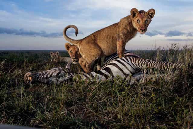 Cubs of the Simba East pride: too young to kill but old enough to crave meat. Adult females, and sometimes males, do the hunting. Zebras and wildebeests rank high as chosen prey in the rainy season. (Photo by Michael Nichols/National Geographic via The Atlantic)