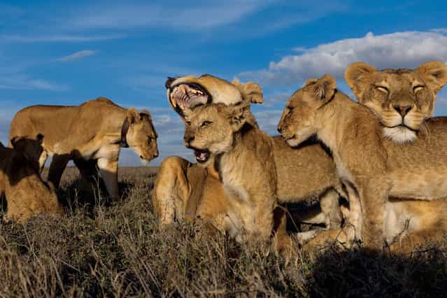 Older cubs like these Vumbi youngsters are raised together as a creche, or nursery group. Pride females, united in the cause of rearing a generation, nurse and groom their own and others' offspring. (Photo by Michael Nichols/National Geographic via The Atlantic)