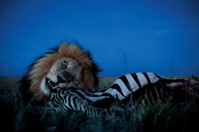 A male often asserts his prerogatives. C-Boy feasts on a zebra while the Vumbi females and cubs wait nearby, warned off by his low growls. Their turn will come. (Photo by Michael Nichols/National Geographic via The Atlantic)