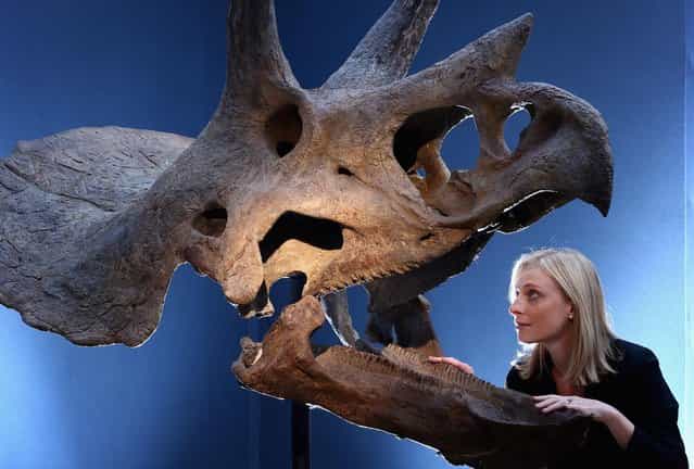 A Christie's employee poses next to a Triceratops skull at Christie's Auction House on August 5, 2013 in London, England. The skull, which was excavated in the U.S makes up part of the [Out of the Ordinary] sale at Christie's Auction House, and is expected to fetch between £150,000 -£250,000 GBP when it goes on sale on September 5, 2013. (Photo by Dan Kitwood/Getty Images)