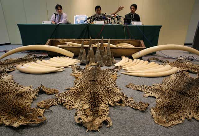 Vincent Wong, the Group Head of Ports and Maritime Command, center, gestures during a press conference in Hong Kong, Wednesday, August 7, 2013. A shipment of illegal ivory, rhino horns and leopard skins worth $5.3 million was seized in Hong Kong's second big bust of endangered species products in a month. (Photo by Vincent Yu/AP Photo)