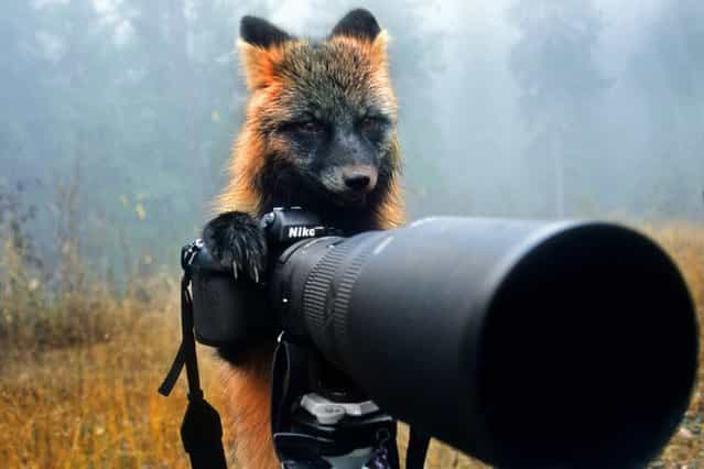 This curious fox turned the tables on stunned photographer Michaela Walch, on August 9, 2013. The cunning creature spotted the unattended camera at a campsite in the north-west of Canada and decided to pose for the unusual picture. (Photo by Michaela Walch/Caters News)