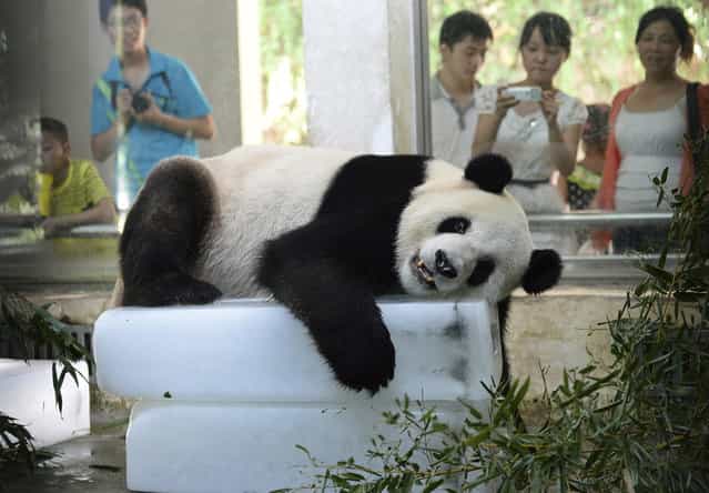 A giant panda lies on blocks of ice to cool off from the summer heat at its Zoo enclosure in Wuhan, Hubei province August 6, 2013. (Photo by Reuters/China Daily)