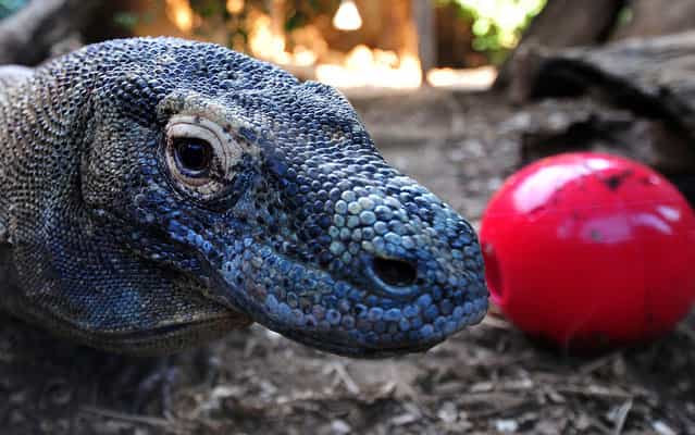 Raja, a 12 year-old Komodo Dragon, inspects a [boomer ball] filled with his favourite foods, during a photocall at the London Zoo on August 8, 2013. Komodo dragons are the biggest and heaviest lizards on Earth and will eat almost anything they find, including already dead animals, deer, water buffalo, pigs, and even smaller Komodo dragons. Wild Komodo dragons are found only on Indonesia's Lesser Sunda Islands. (Photo by Carl Court/AFP Photo)