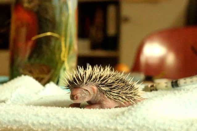 A little hedgehog at the shelter for hedgehogs Wuppertal, Germany, on August 3, 2013. (Photo by SIPA Press)