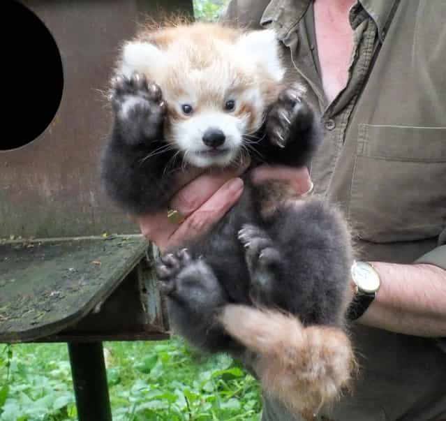 Highland Wildlife Park undated handout photo of red panda cub Kush who as finally met staff at the wildlife park two months after he was born. Kush arrived at the start of June to two-year-old parents Kitty and Kevyn at Highland Wildlife Park near Aviemore in the Scottish Highlands. (Photo by Highland Wildlife Park/PA Wire)