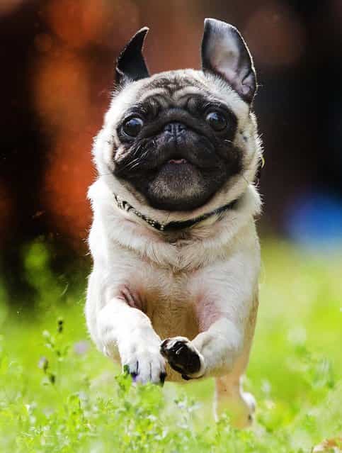 Emil races during the [4th International Pug Dog Meeting] in Berlin, on August 3, 2013. (Photo by Gero Breloer/Associated Press)