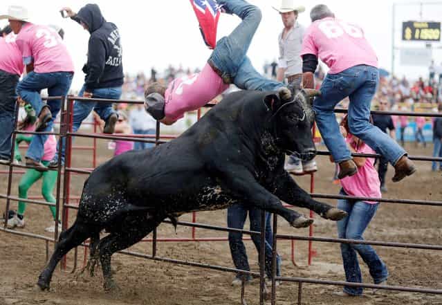 A participant gets thrown by a bull during the the 11th annual [Running with the Bulls] at the Strathmore Stampede in Strathmore, Canada, Sunday, August 4, 2013. (Photo by Jeff McIntosh/AP Photo/The Canadian Press)