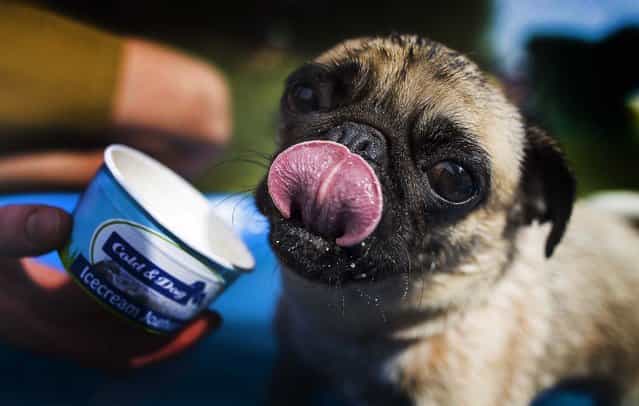 Coco gets to cool off with ice cream during the [4th International Pug Dog Meeting], on August 3, 2013. (Photo by Gero Breloer/Associated Press)
