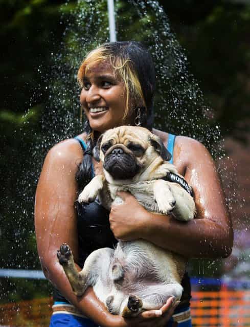 Jasmina and her pug Eddy take a shower during the [4th International Pug Dog Meeting], on August 3, 2013. (Photo by Gero Breloer/Associated Press)
