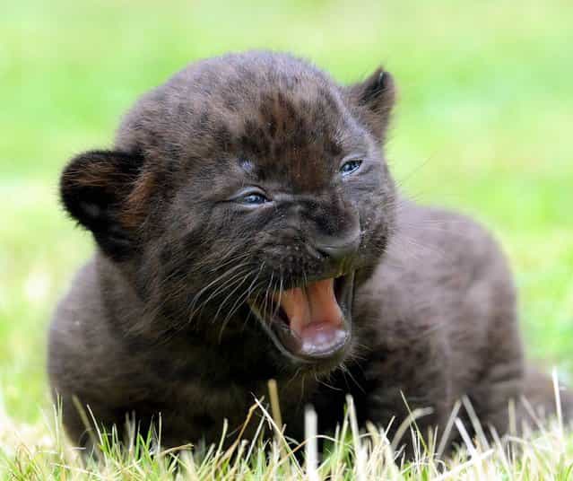 A three week old panther cub hisses in its enclosure at the Zoo in Bad Pyrmont, northern Germany, Thursday, August 8, 2013. (Photo by Holger Hollemann/AP Photo/DPA)