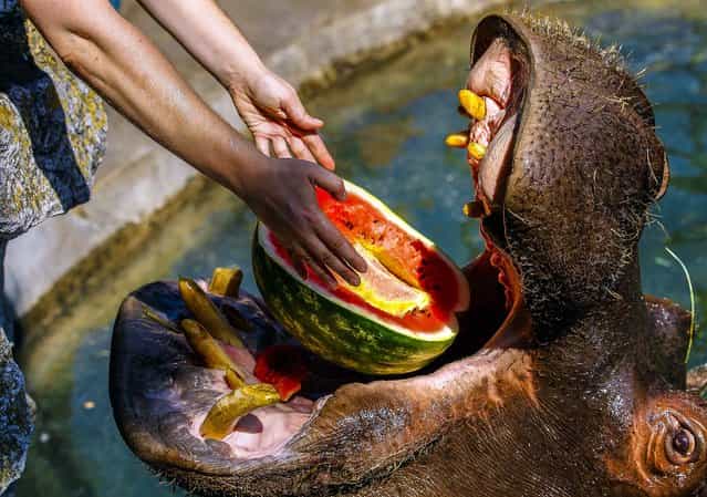 Zookeeper Nadezda Radovic feeds watermelon to female hippo Julka in Belgrade Zoo, Serbia, on August 8, 2013. Temperatures rose above 100 degree in Belgrade. (Photo by Darko Vojinovic/Associated Press)