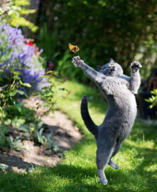 This cat exhibited all its hunting instincts as it strained every sinew in a bid to catch a brightly coloured butterfly, on August 6, 2013. (Photo by SIPA Press/Photoshelter)